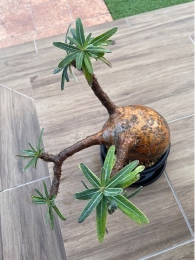 特大パキポディウム　グラキリス