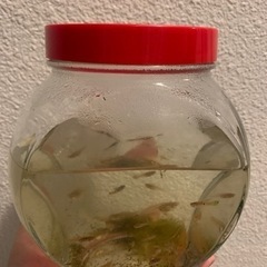 島グッピー⭐️今なら水草（コナギ）付き