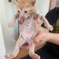 チャトラーズ！！性別わかりました！