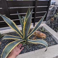 アガベ　アメリカーナ錦　大株【サルミアナ　アンガスティフォリア】の画像