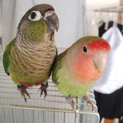ウロコインコを探しています。