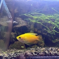 急募❗️ゴールデンハニードワーフグラミー🐟