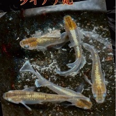 これから出品予定のメダカの卵