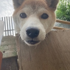 殺処分間近、愛媛県からの保護の柴犬