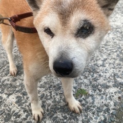 動物虐待により保護の柴犬