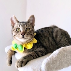 27、1日譲渡会:スーパー甘えん坊ポジティブBOY😸💛くにゃ君