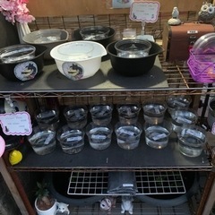 5月19日から　めだかの蓮音無人販売所　めだか販売　メダカ販売の画像