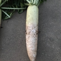 春大根