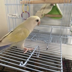 コザクラインコ