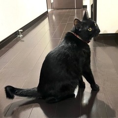 お目目まん丸の女の子です❤️ − 大分県