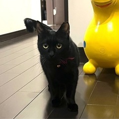 お目目まん丸の女の子です❤️