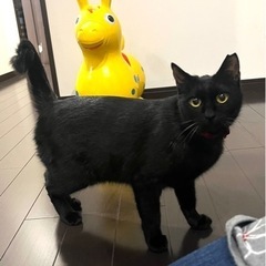 お目目まん丸の女の子です❤️ - 猫