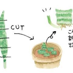 最後の出品　40センチ以上！サンセベリア 葉っぱ 水差しまたは葉挿し用にどうぞの画像