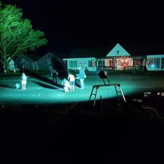 クワガタ、カブトムシのライトトラップ採集