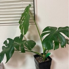 鉢つきモンステラ