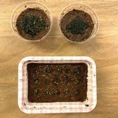 ビカクシダ　3点セット　
