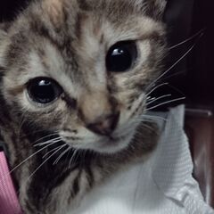 (決定) 大雨の日に保護した子猫の里親を探しています