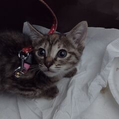 (決定) 大雨の日に保護した子猫の里親を探しています - 福岡市