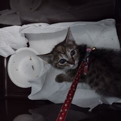(決定) 大雨の日に保護した子猫の里親を探しています - 猫