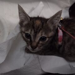 (決定) 大雨の日に保護した子猫の里親を探しています − 福岡県
