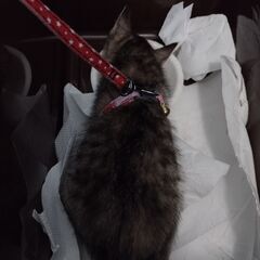 (決定) 大雨の日に保護した子猫の里親を探しています - 里親募集