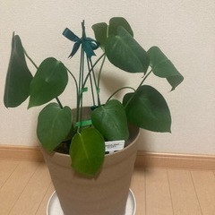 モンステラ