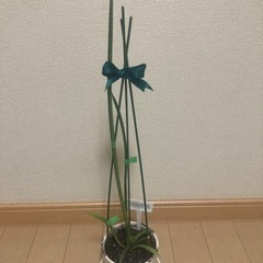 サンスベリア