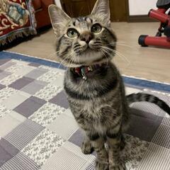 甘えん坊のキジトラくん