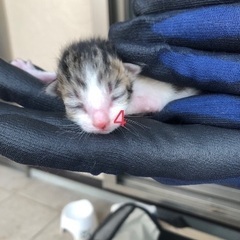 4番子猫