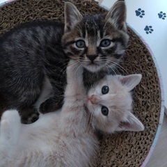 里親募集します😻