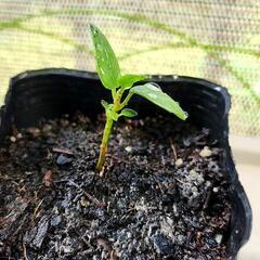 【希少】種から育てたパンダガジュマル　観葉植物
