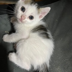 保護猫２か月くらい