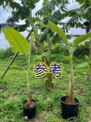 銀バナナ 鉢植え 1株 5000円