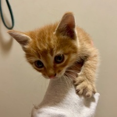【受付中止中】子猫　推定1ヶ月未満