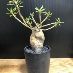 ビスピノーサム 現地球