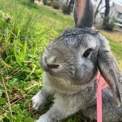 うさぎ　男の子　３歳　里親募集