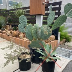 うちわサボテン&ウエストリンギア（オマケあり）