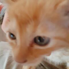 元気な子猫です｡