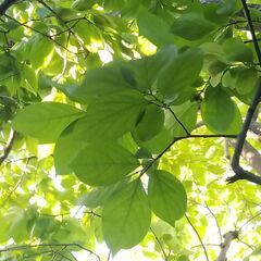 柿の葉 生葉 A4ジッパーバッグいっぱい 柿の葉茶 柿の葉寿司など