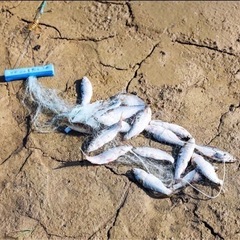 1枚【クリエーティブ】人気　高品質　耐久性　マルチサイズ　漁網　トラップメッシュ　発光　ビーズネッティング海魚網　タックルデザイン　銅浅瀬キャストギルフィーダー釣りトラップ用の画像