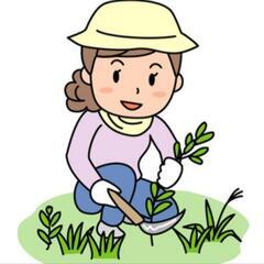 草刈り、草抜き承ります！
