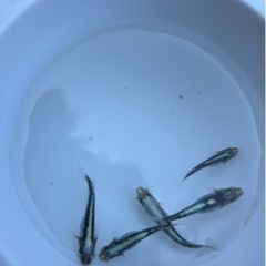 【卵】黒衣 めだか 卵30個+おまけ メダカ