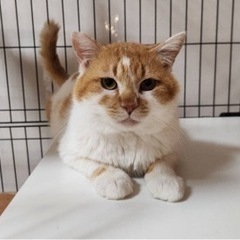 16.里親募集　大切にしてくださる方のみ　キャリア持ちです