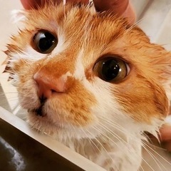 16.里親募集　大切にしてくださる方のみ　キャリア持ちです - 豊橋市