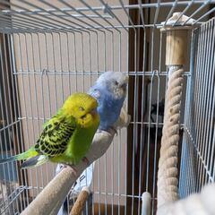 セキセイインコ　オス２羽　R6.2購入