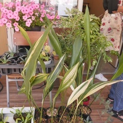 ハラン　葉蘭の画像