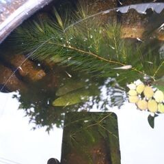 🐟楊貴妃スワロー✖️楊貴妃  紅帝🐟の画像