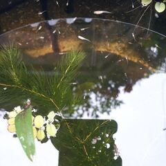 🐟楊貴妃スワロー✖️楊貴妃  紅帝🐟の画像