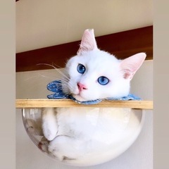 26日譲渡会事前予約受付中！人馴れ抜群😸💙もにゃ君