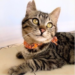 26日譲渡会事前予約受付中！人馴れ抜群😸🧡ふにゃ君